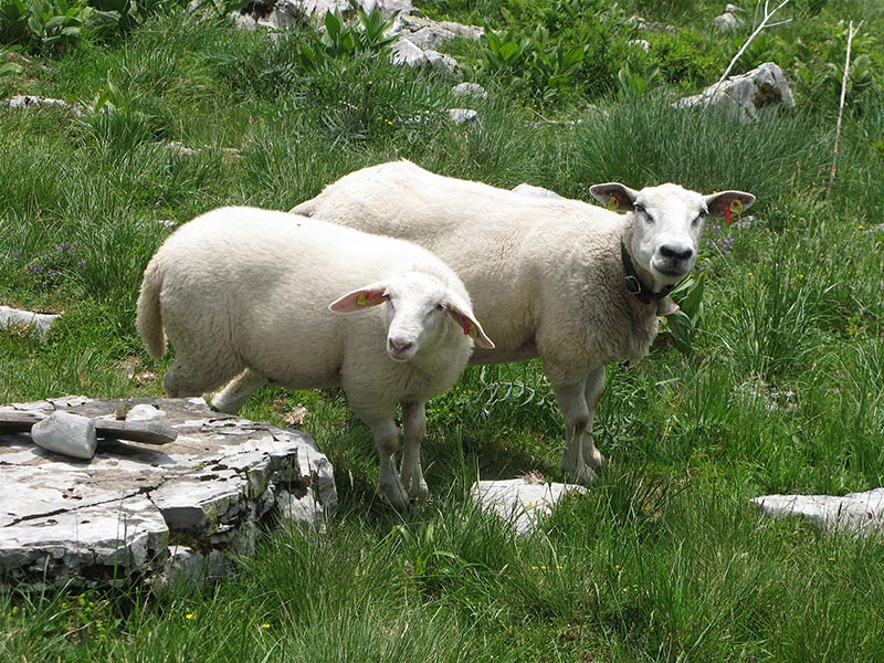 Weiße Schafe