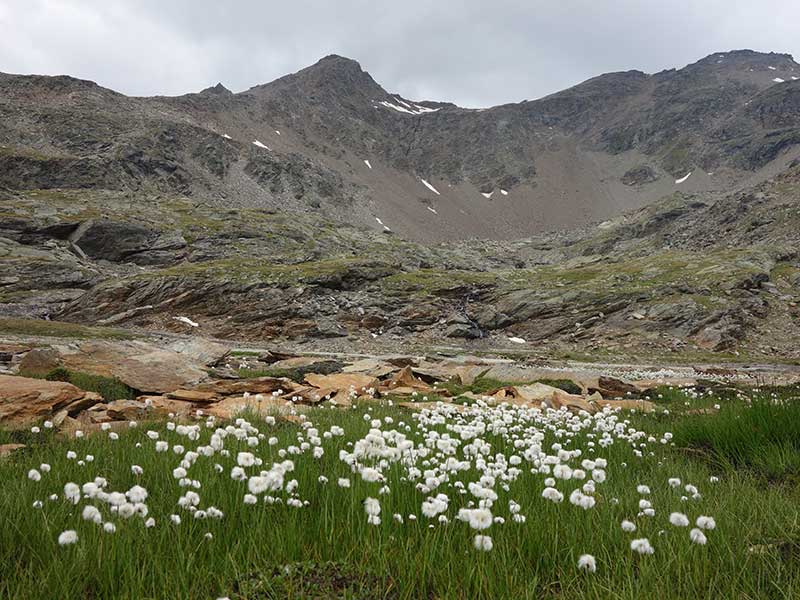 Plattenspitze