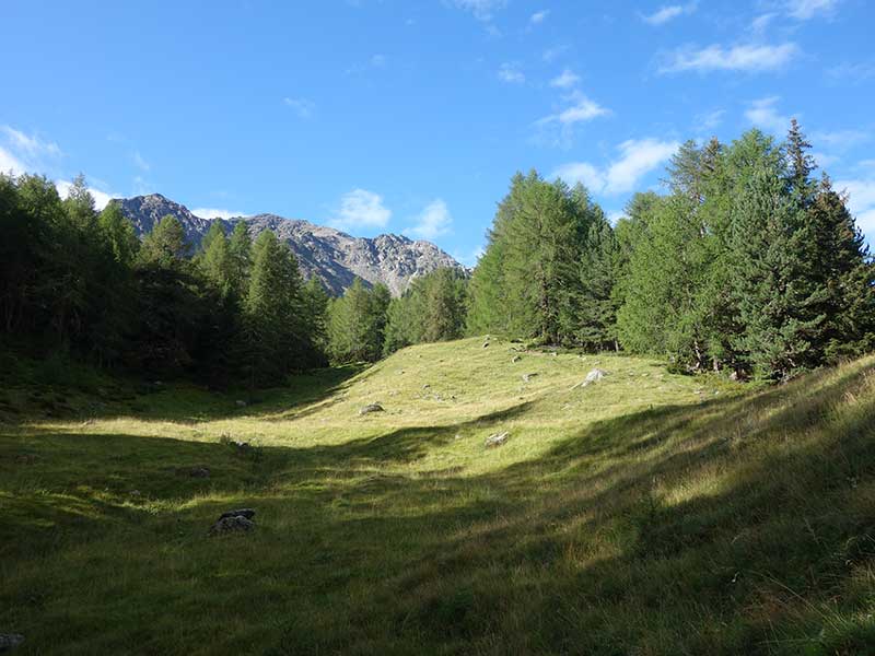 Kleinhasenohr