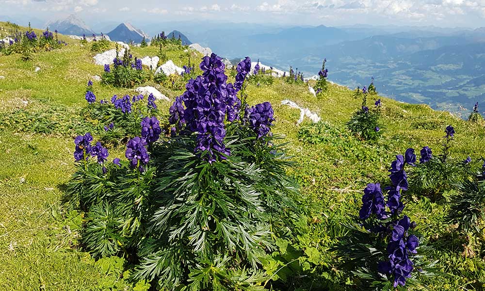 Scheichenspitze