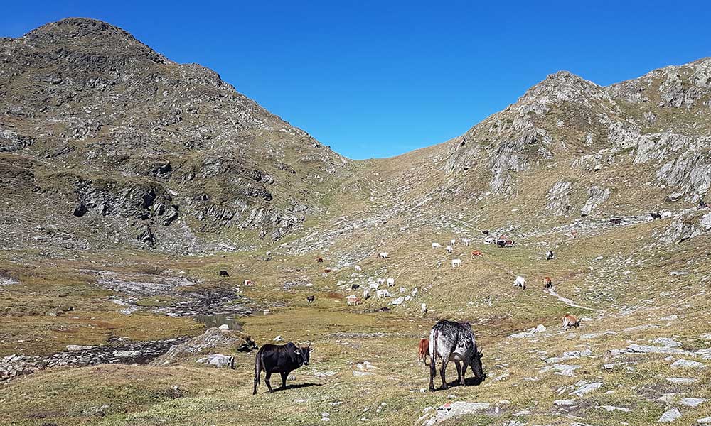 Riepenspitze