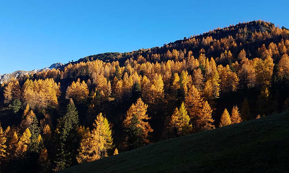 Scheibenkogel