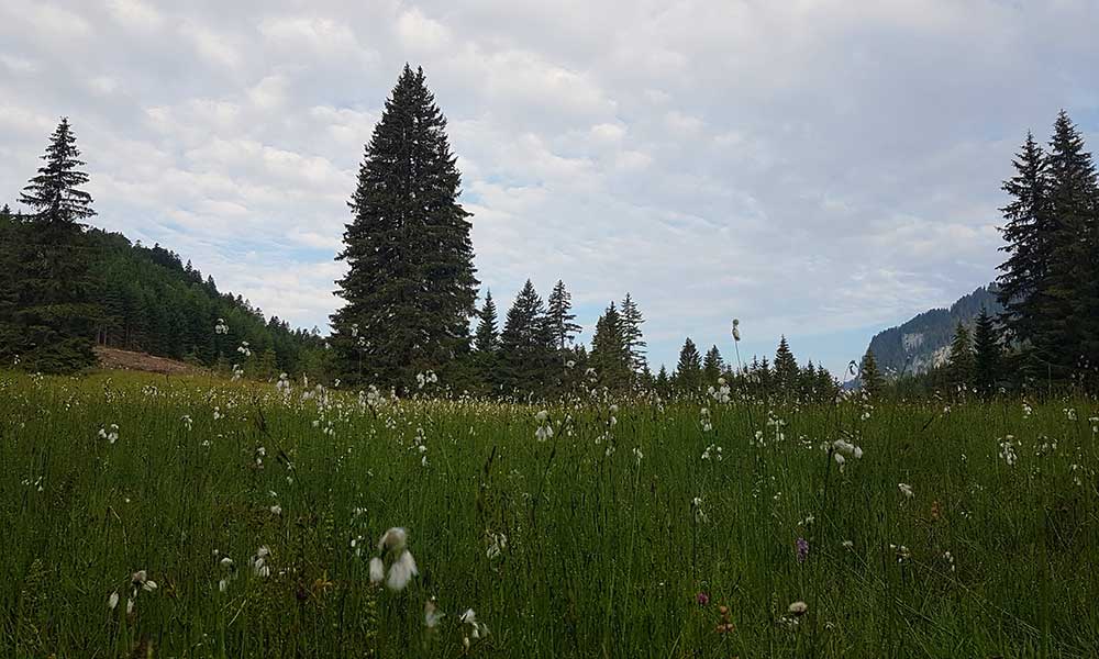 Hochmölbing