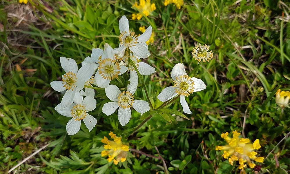 Hochmölbing