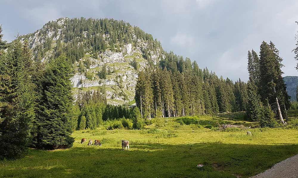 Bärenfeuchtmölbling