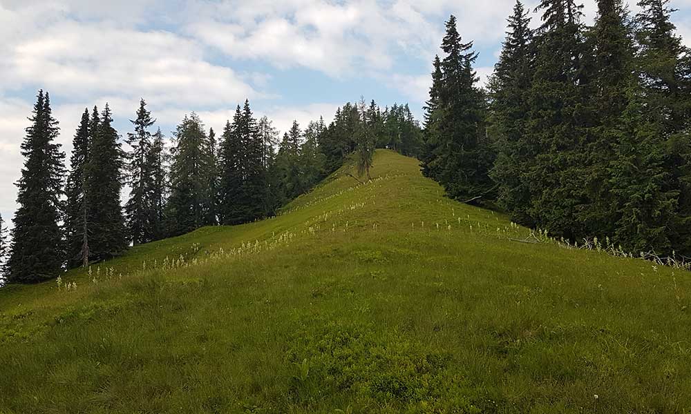 Bärenfeuchtmölbling