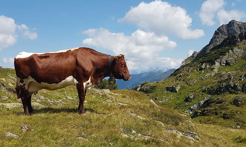 Gamskarlspitze