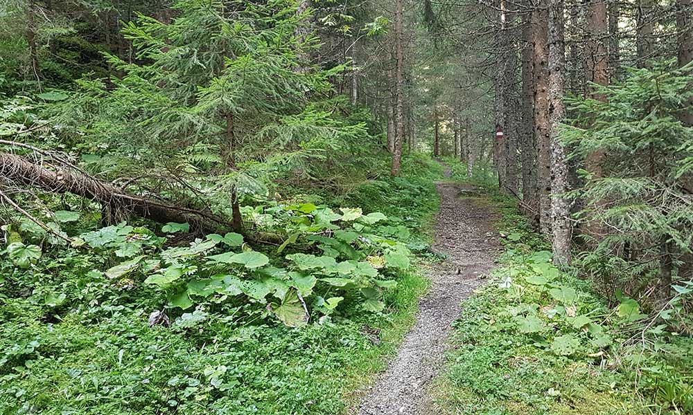 Lackenkogel