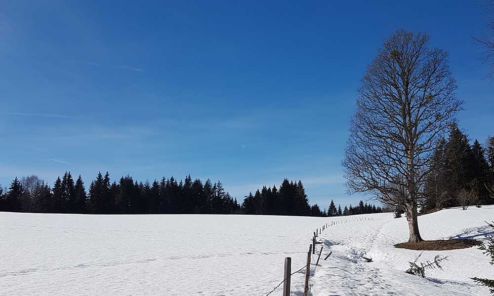 Freienstein