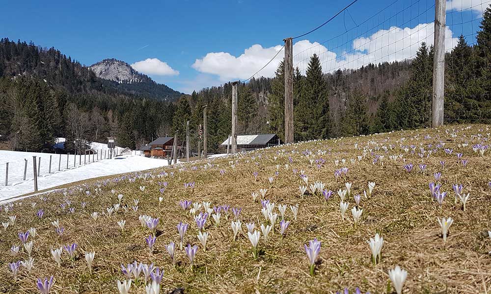 Altaussee