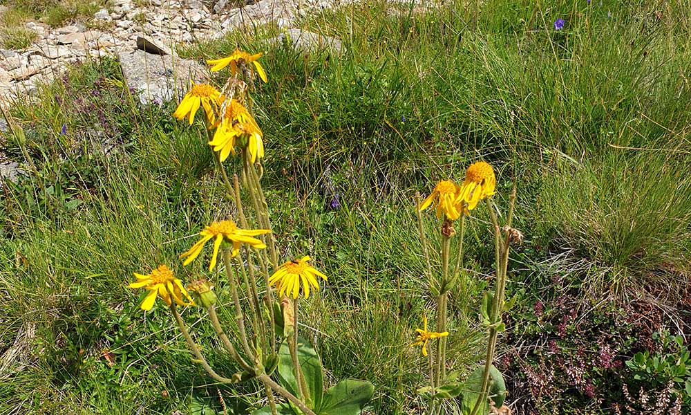 Hochkreuzspitze