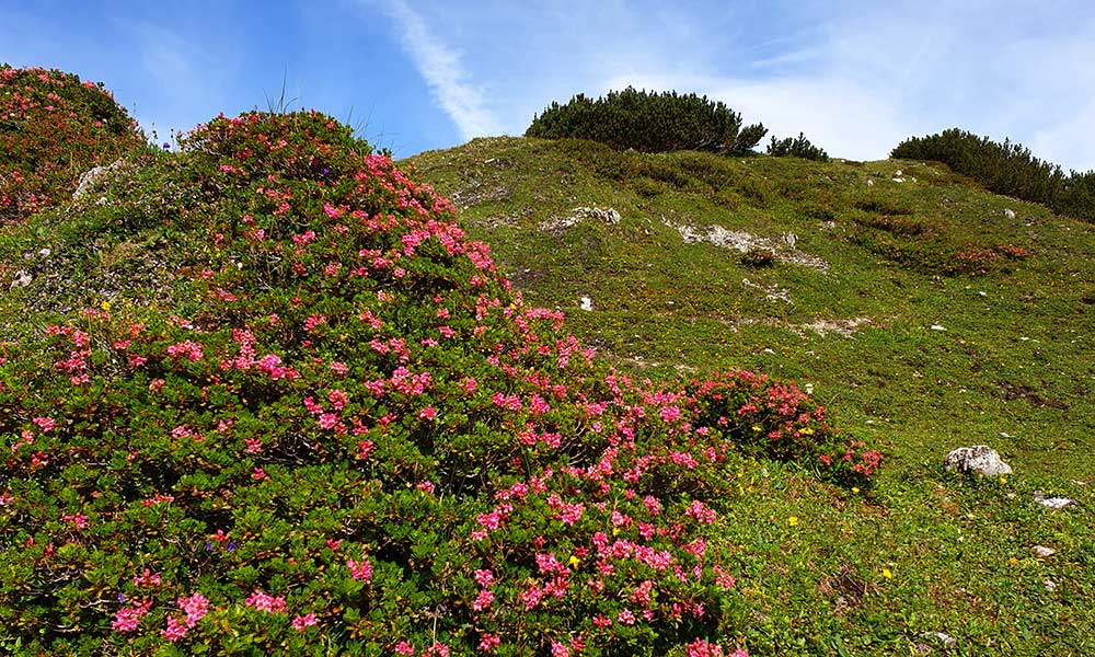 Großwandspitze