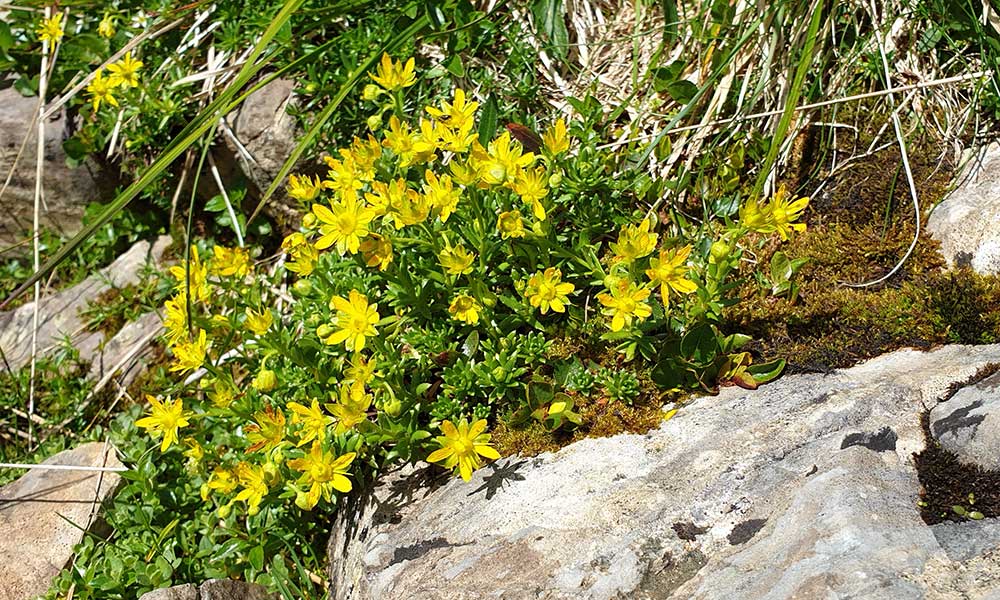 Großwandspitze