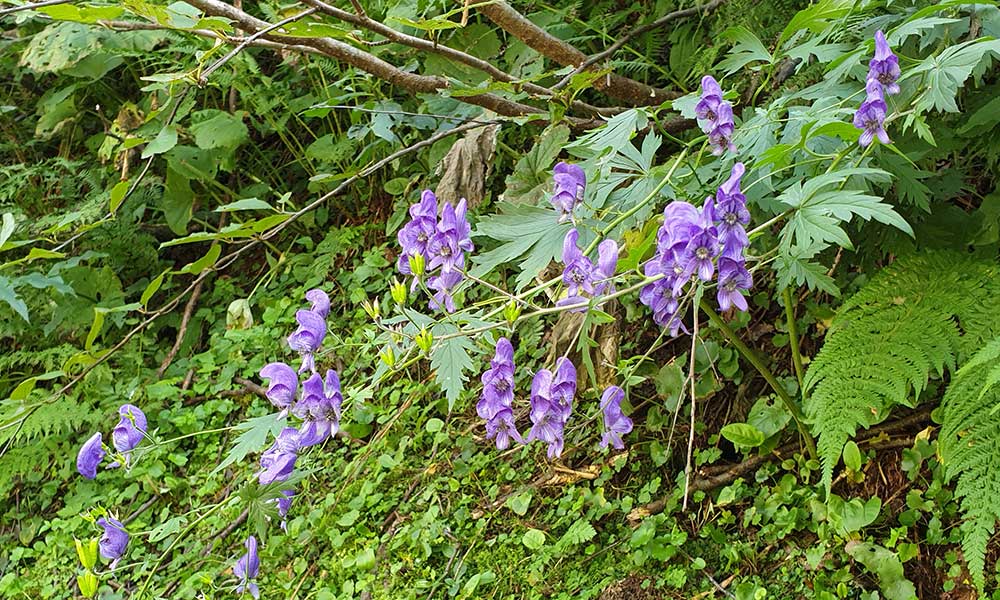 Wasserfallhöhe