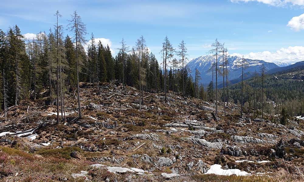 Lärchkogel