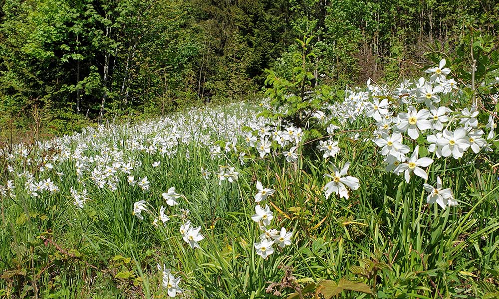 Hauergraben