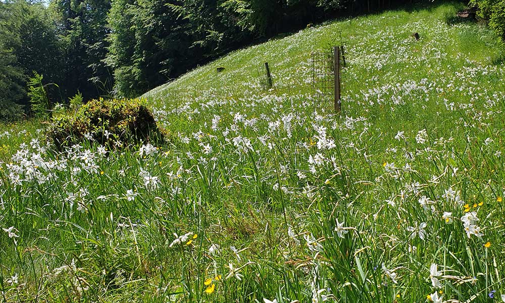 Hauergraben