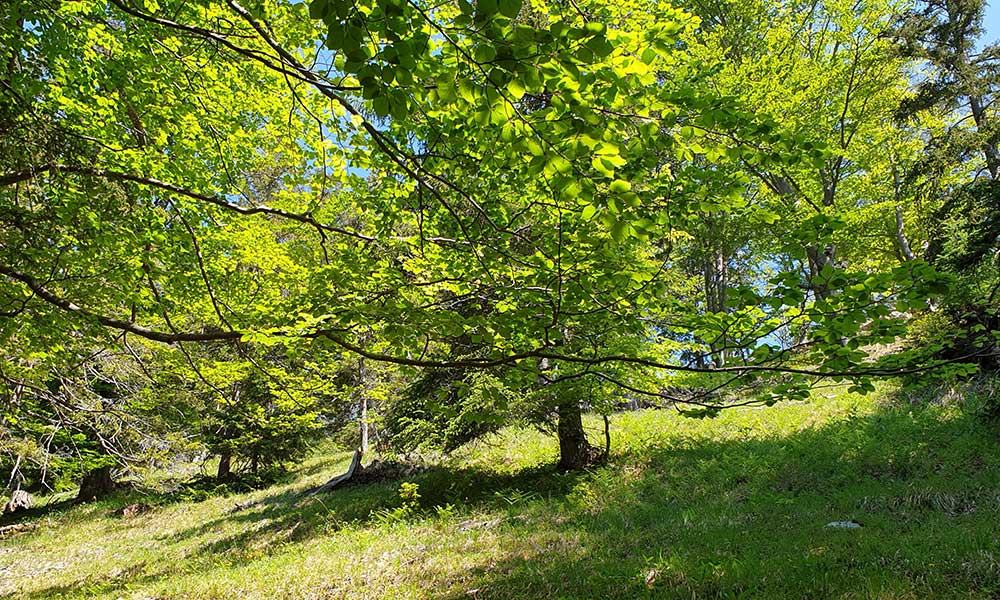 Hauergraben