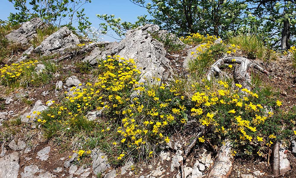 Hauergraben