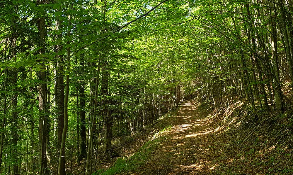 Hauergraben