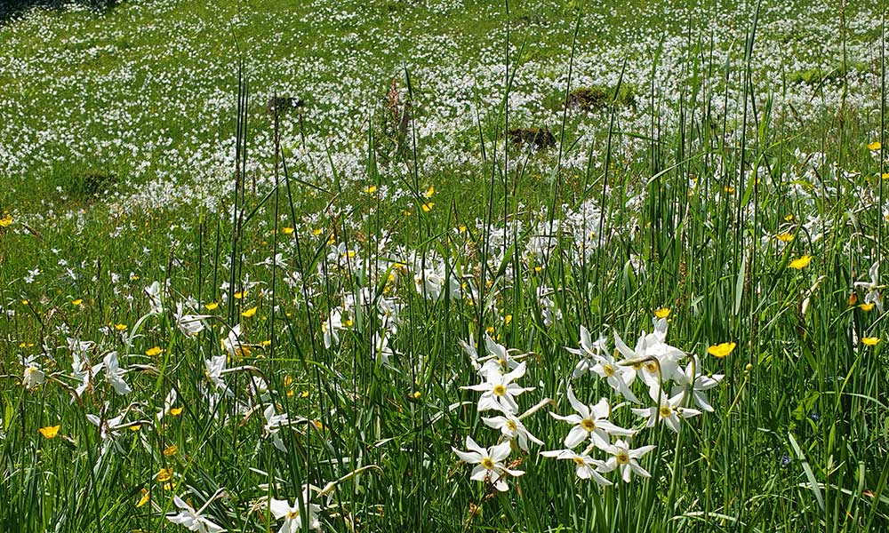 Hauergraben