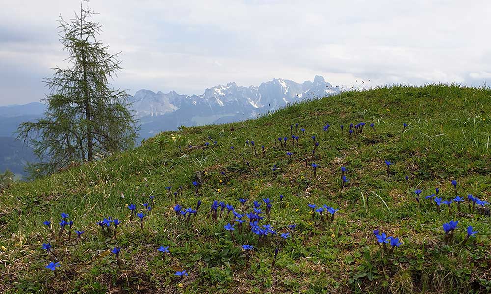 Frommerkogel