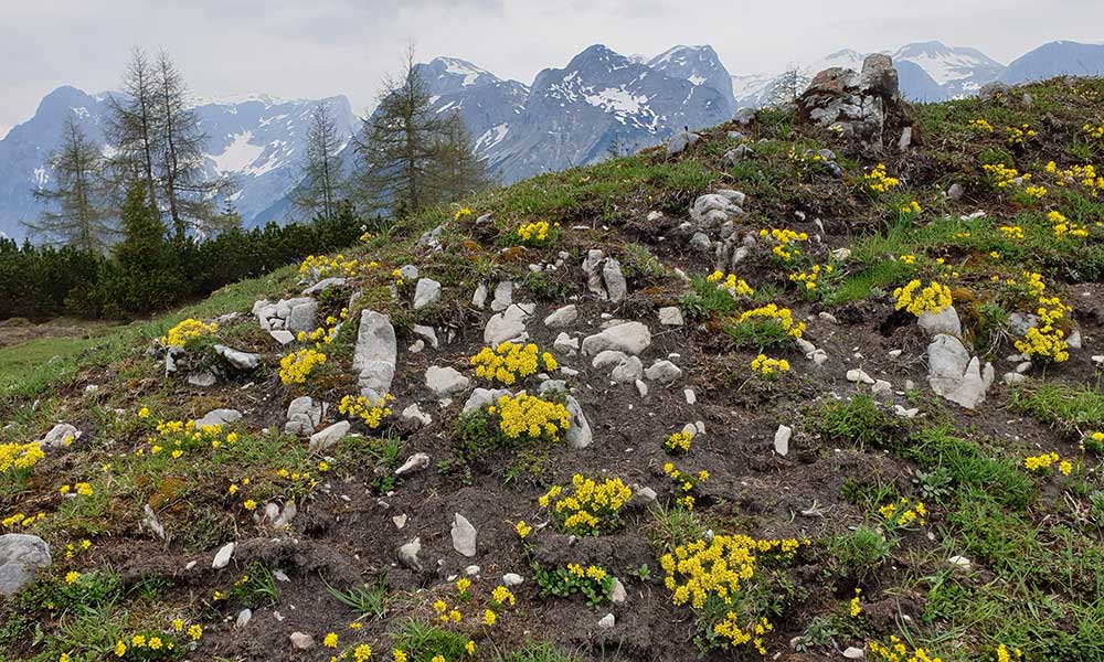 Frommerkogel