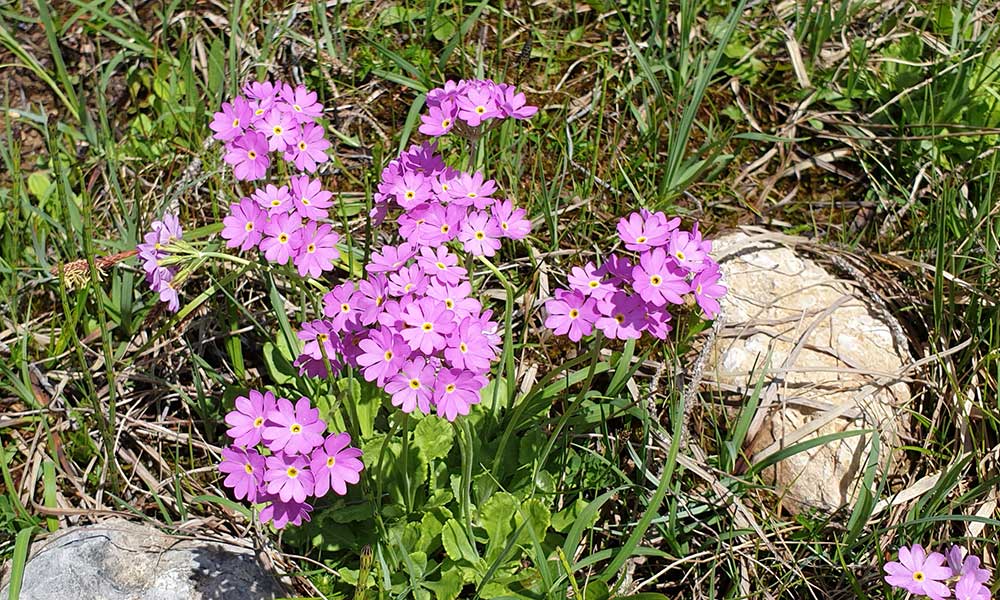 Türkenkogel