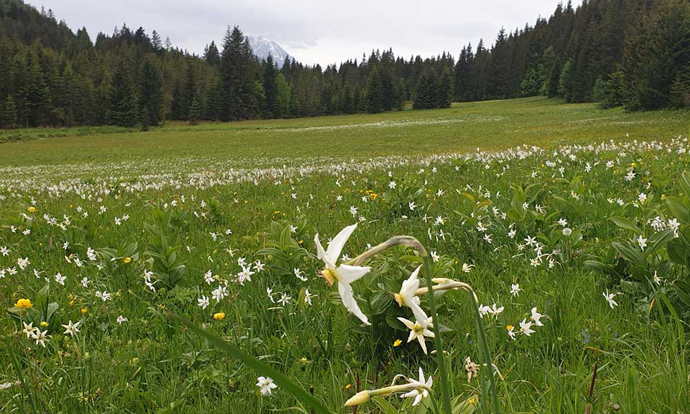 Bärenfeuchtmölbing