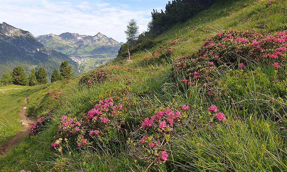 Gollitschspitze