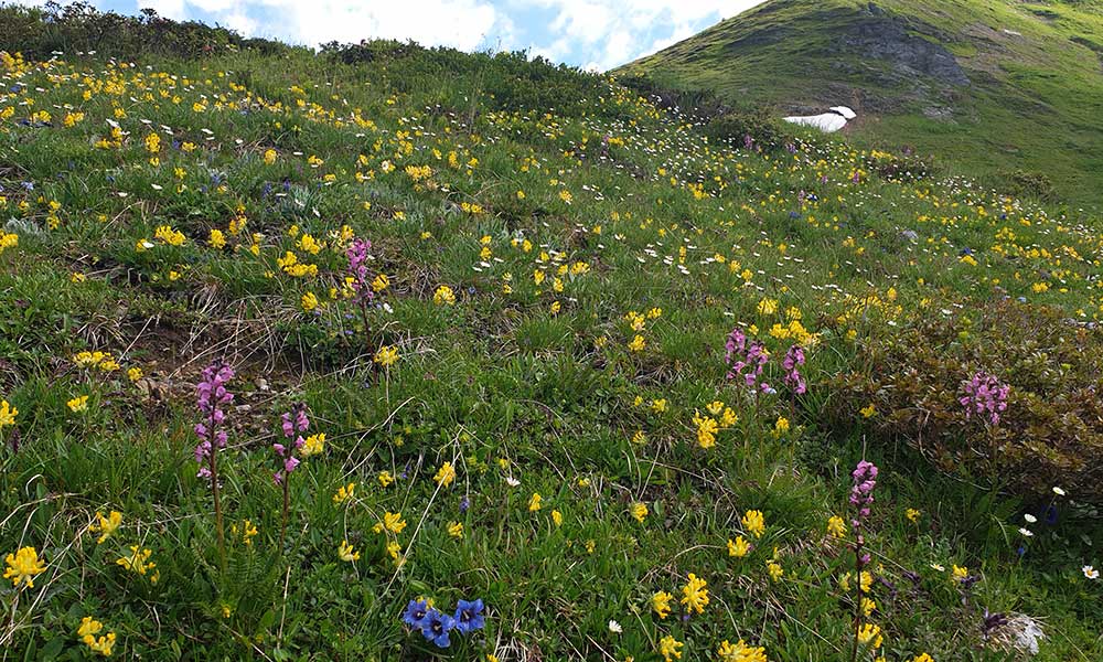 Gollitschspitze