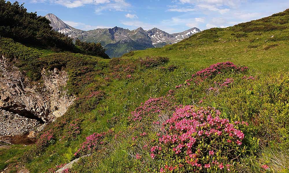 Gollitschspitze