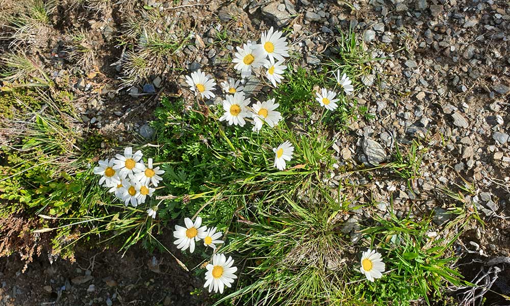 Gollitschspitze