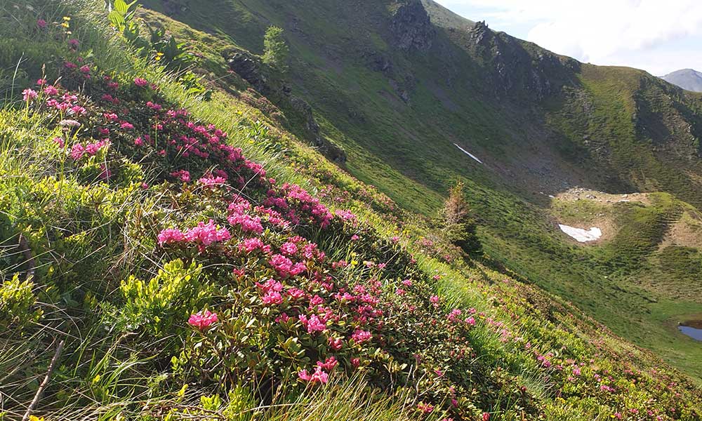 Gollitschspitze