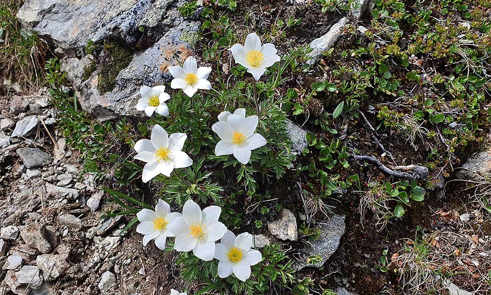 Gollitschspitze