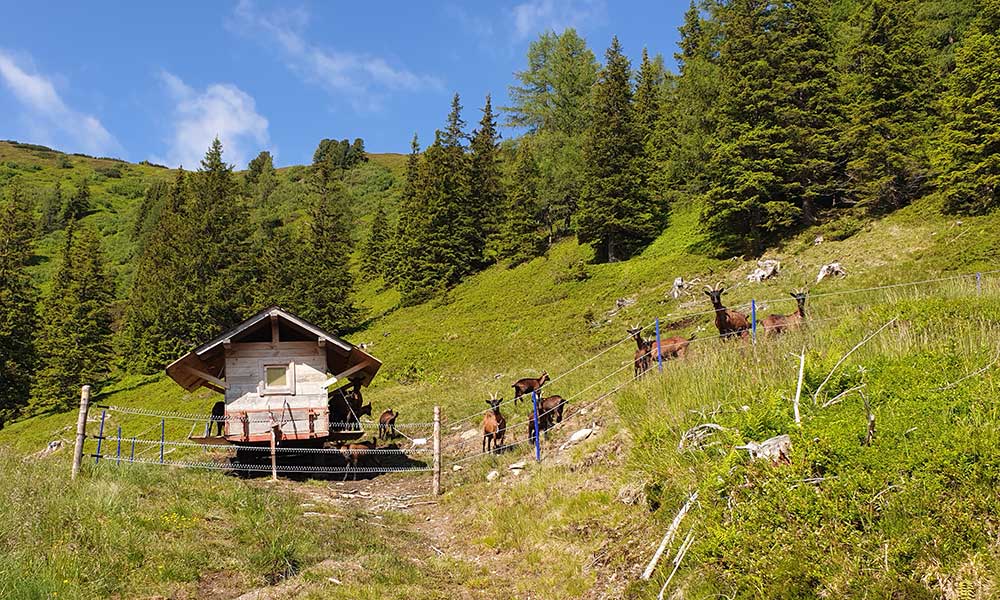 Geierkogel