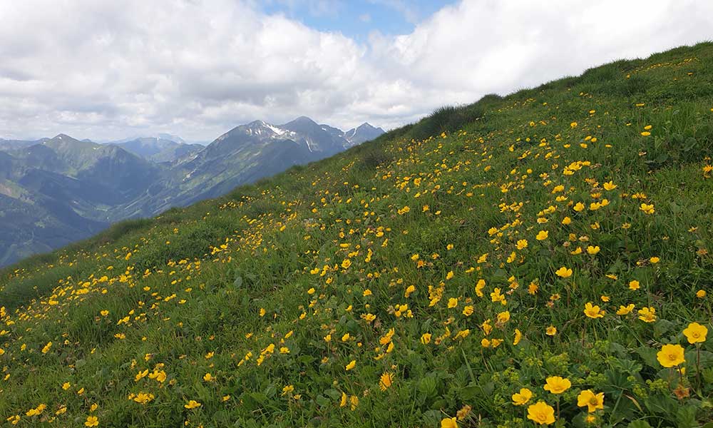 Geierkogel