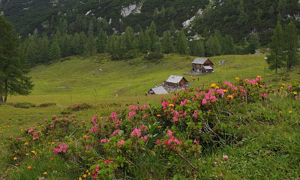 Rosskogel