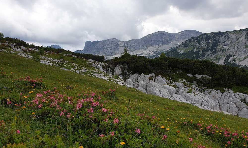 Rosskogel