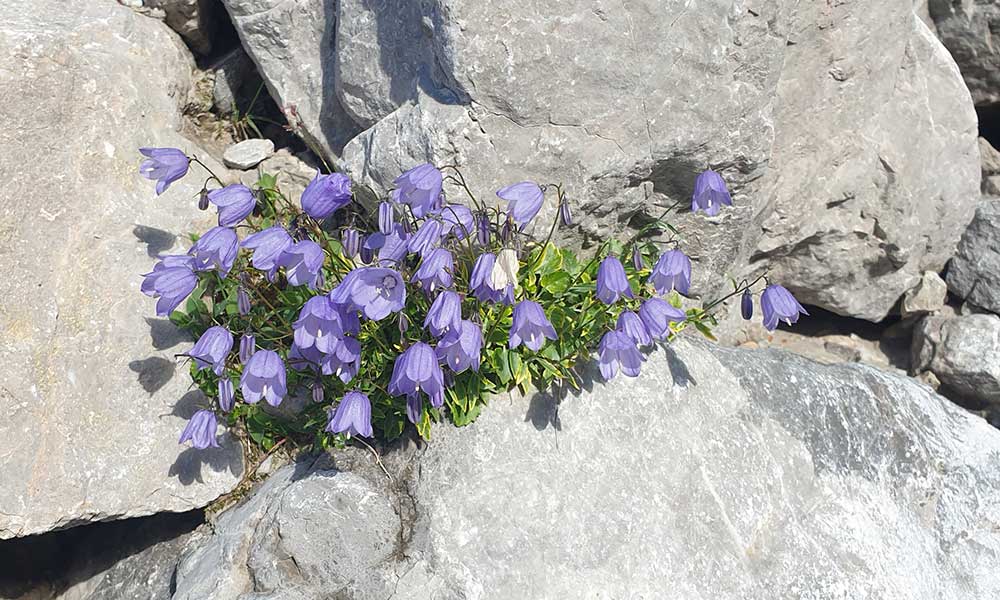 Jungfrauensteig