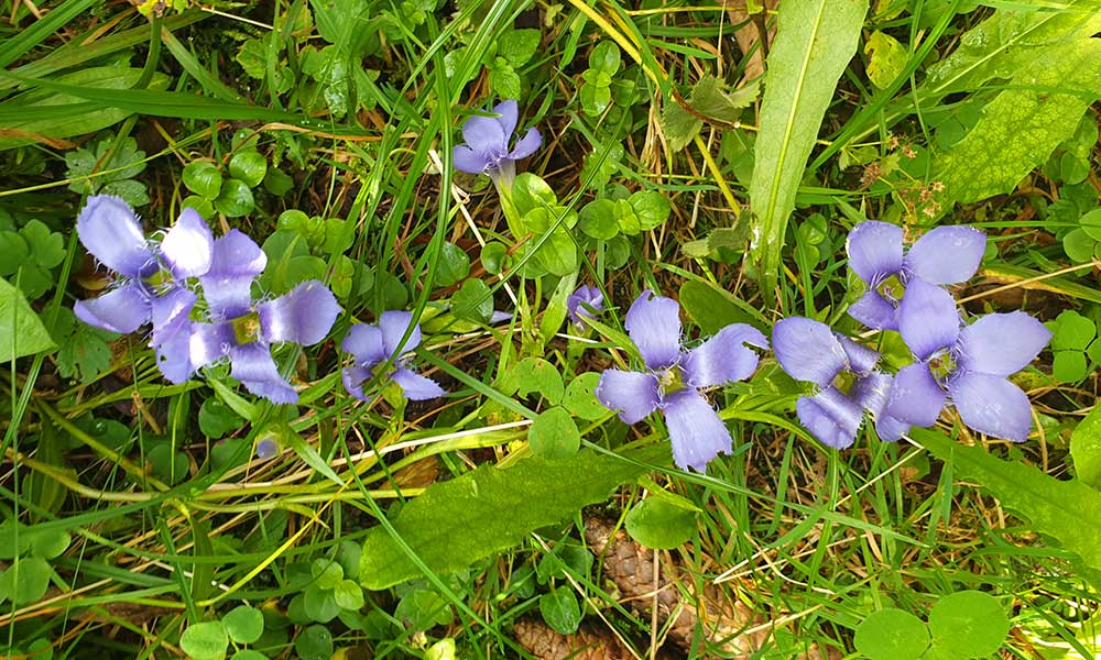 Freienstein