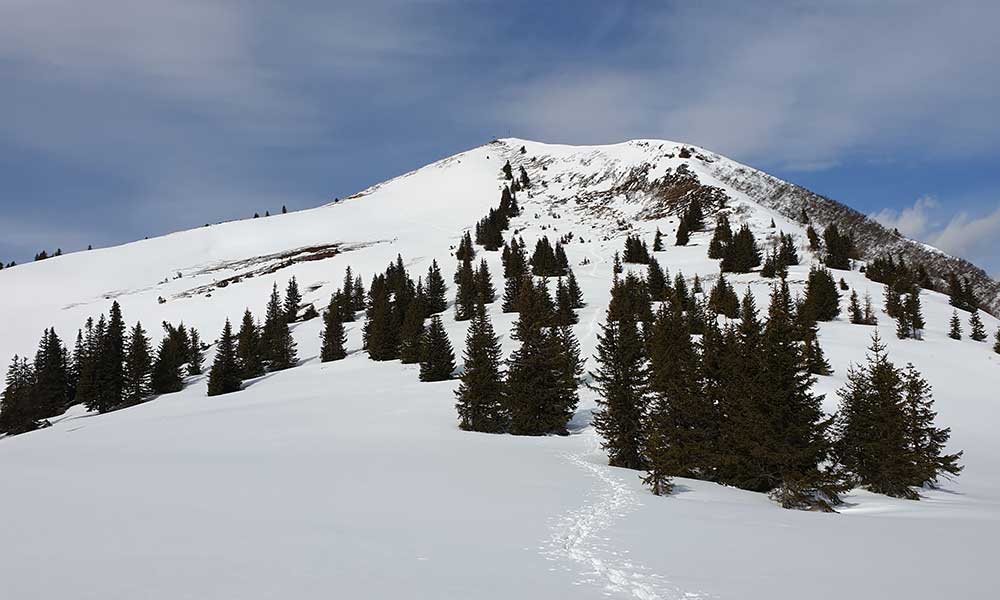 Schober