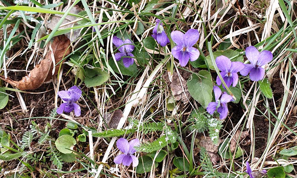 Lichtkogel