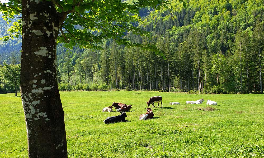 Predigkogel