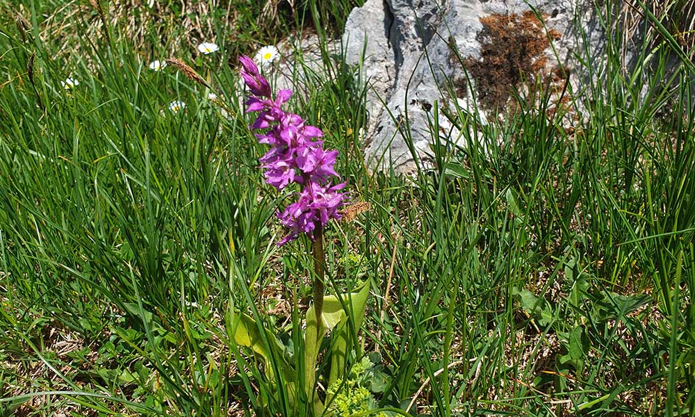 Grabnerstein