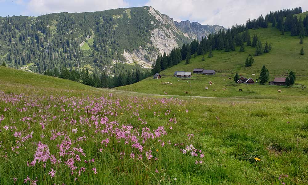 Bärenfeuchtkogel