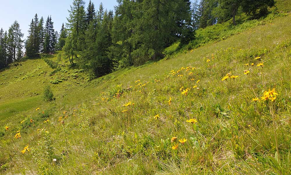 Bärenfeuchtkogel