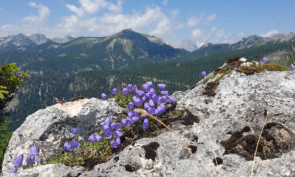 Bärenfeuchtkogel