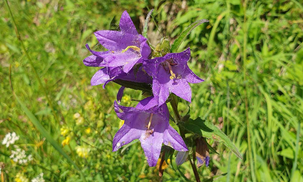 Bärenfeuchtkogel