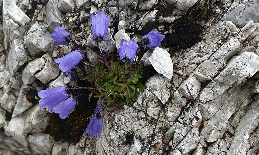 Hochbirgsattel